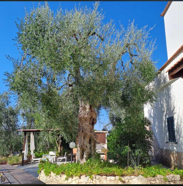 Azienda Agricola B&B Macchiaria Вьесте Экстерьер фото