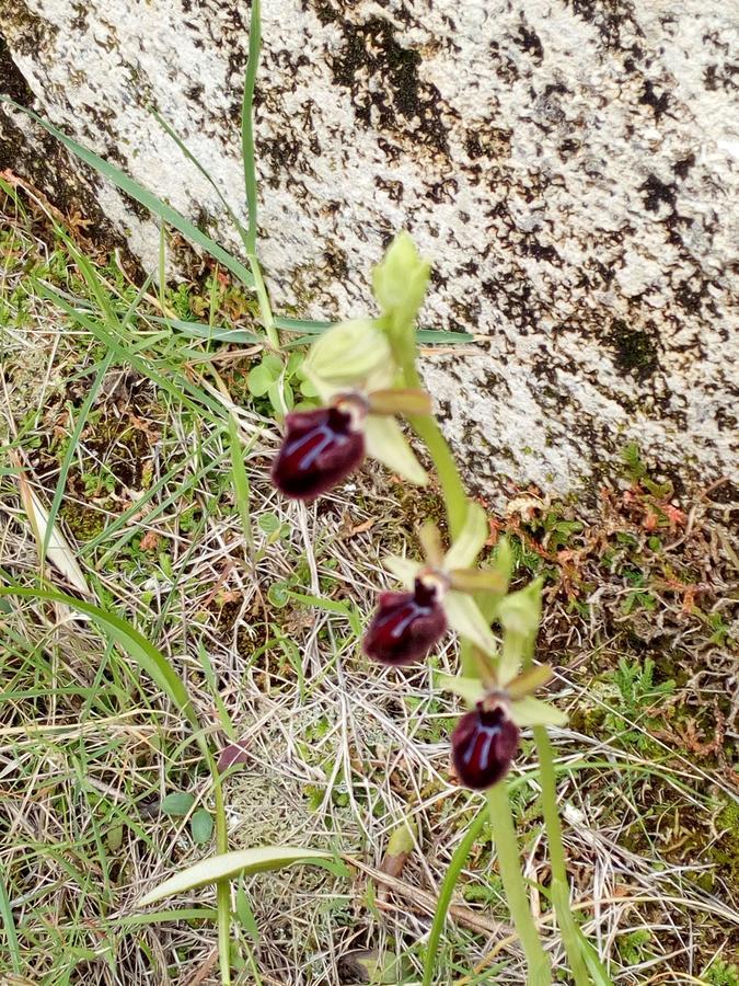 Azienda Agricola B&B Macchiaria Вьесте Экстерьер фото